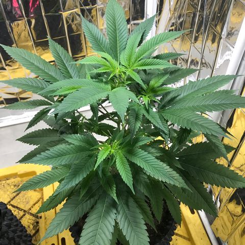 Genética desconocida growlog timeline photo