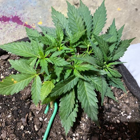 Cinderella Jack (Duch Pasion) growlog timeline photo