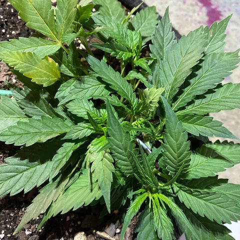 Cinderella Jack (Duch Pasion) growlog timeline photo