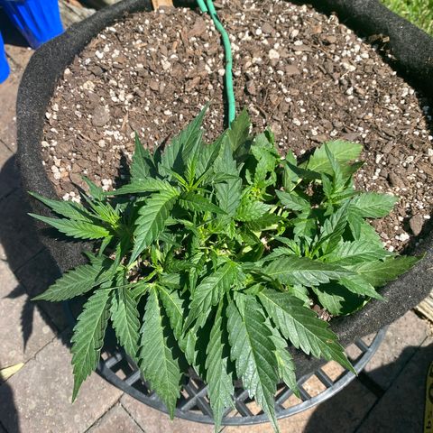 Cinderella Jack (Duch Pasion) growlog timeline photo