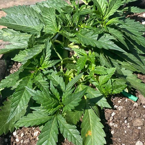 Cinderella Jack (Duch Pasion) growlog timeline photo