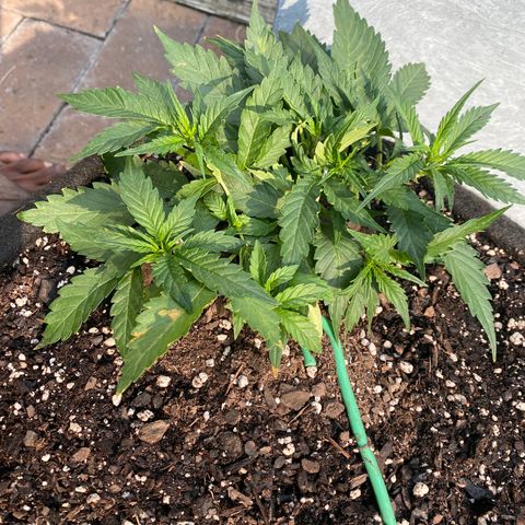 Cinderella Jack (Duch Pasion) growlog timeline photo