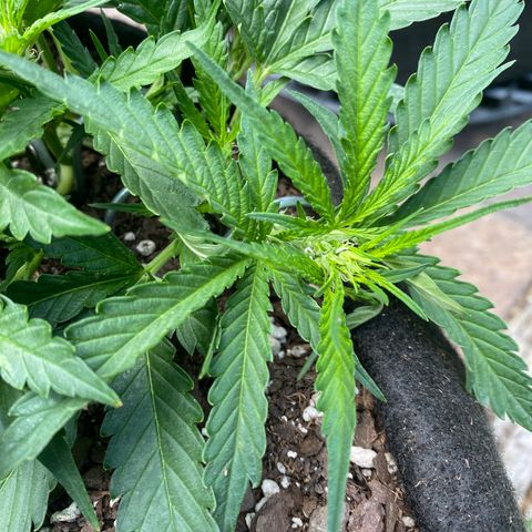 Cinderella Jack (Duch Pasion) growlog photo: Next watering will add Hombolt Honey & Increadable Bulk