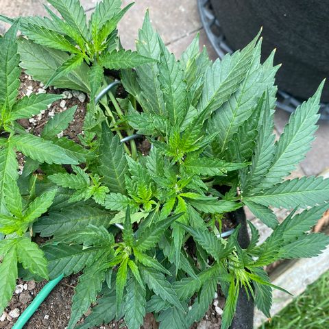 Cinderella Jack (Duch Pasion) growlog photo: Next watering will add Hombolt Honey & Increadable Bulk