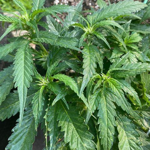 Cinderella Jack (Duch Pasion) growlog photo: Looking Good👌🏾