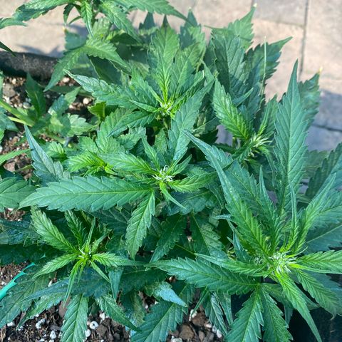 Cinderella Jack (Duch Pasion) growlog photo: Looking Good👌🏾