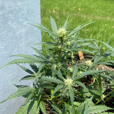 Cinderella Jack (Duch Pasion) growlog photo: Looks great for my first time. 
