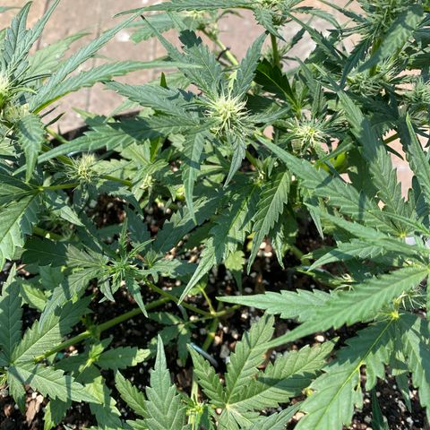 Cinderella Jack (Duch Pasion) growlog photo: Looks great for my first time. 