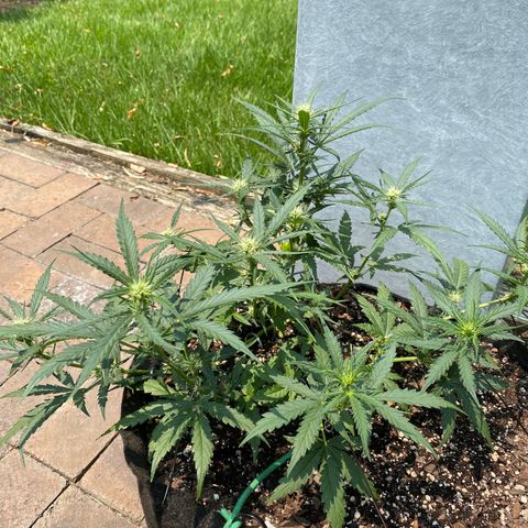 Cinderella Jack (Duch Pasion) growlog photo: Looks great for my first time. 