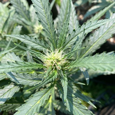 Cinderella Jack (Duch Pasion) growlog timeline photo