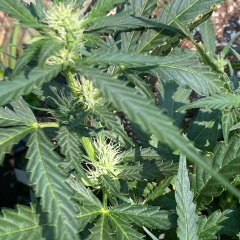 Cinderella Jack (Duch Pasion) growlog timeline photo