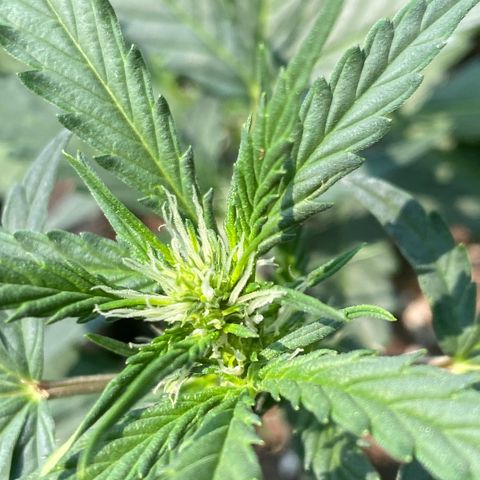Cinderella Jack (Duch Pasion) growlog timeline photo