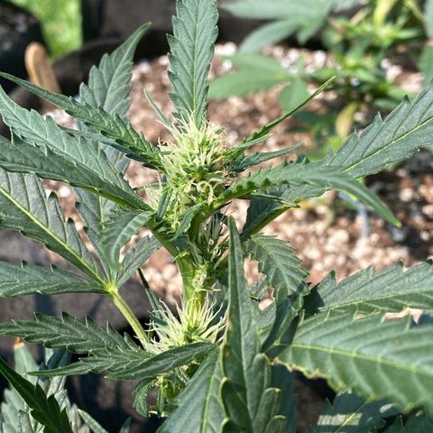 Cinderella Jack (Duch Pasion) growlog timeline photo