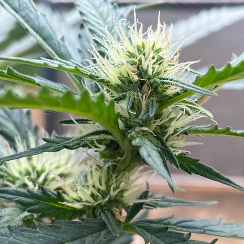 Cinderella Jack (Duch Pasion) growlog photo: Small readjustment to LST. She is cranking along and starting to see real bud development. 