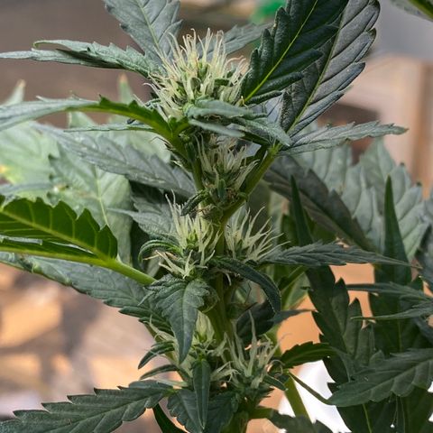 Cinderella Jack (Duch Pasion) growlog photo: Small readjustment to LST. She is cranking along and starting to see real bud development. 
