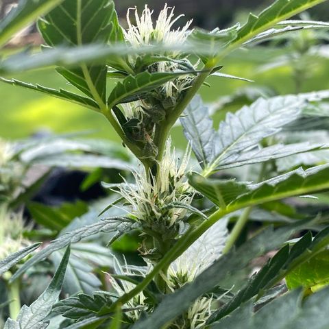 Cinderella Jack (Duch Pasion) growlog photo: Small readjustment to LST. She is cranking along and starting to see real bud development. 