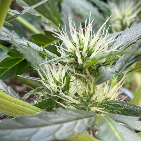 Cinderella Jack (Duch Pasion) growlog photo: Small readjustment to LST. She is cranking along and starting to see real bud development. 