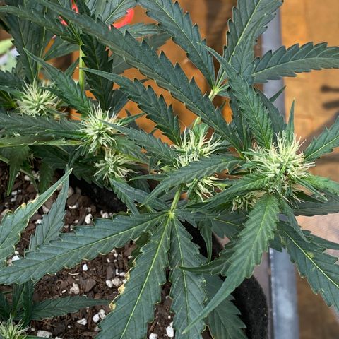 Cinderella Jack (Duch Pasion) growlog photo: Small readjustment to LST. She is cranking along and starting to see real bud development. 