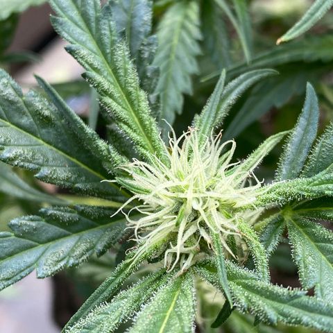 Cinderella Jack (Duch Pasion) growlog timeline photo