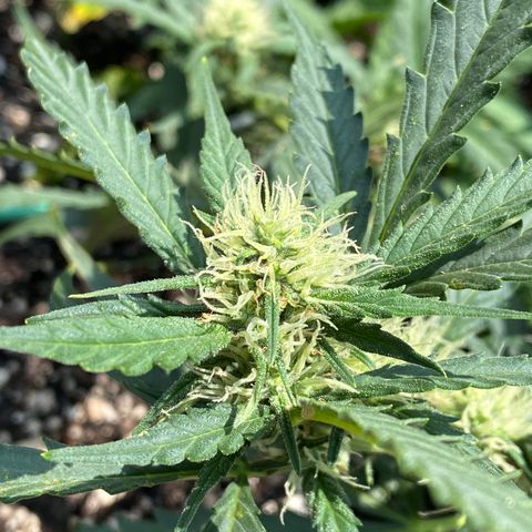 Cinderella Jack (Duch Pasion) growlog timeline photo