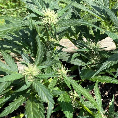 Cinderella Jack (Duch Pasion) growlog timeline photo