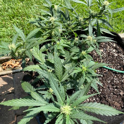 Cinderella Jack (Duch Pasion) growlog timeline photo