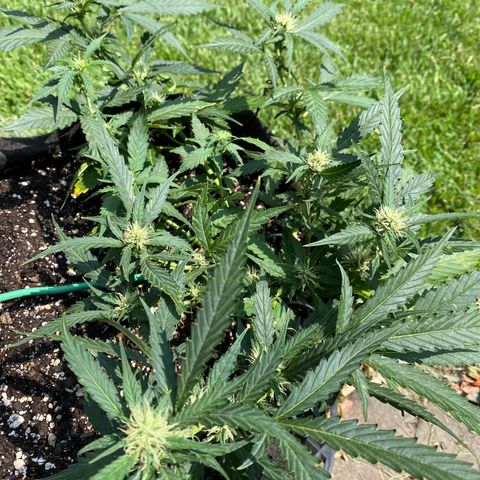 Cinderella Jack (Duch Pasion) growlog timeline photo