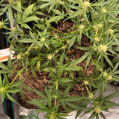 Cinderella Jack (Duch Pasion) growlog timeline photo