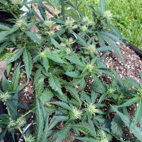 Cinderella Jack (Duch Pasion) growlog timeline photo