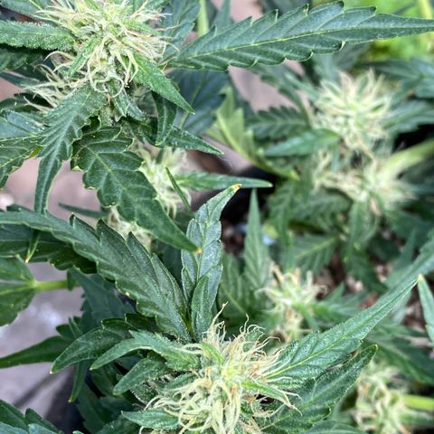 Cinderella Jack (Duch Pasion) growlog timeline photo