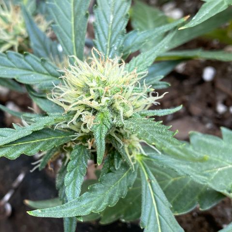 Cinderella Jack (Duch Pasion) growlog timeline photo