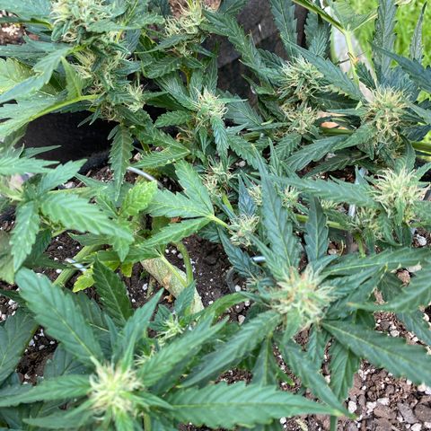 Cinderella Jack (Duch Pasion) growlog timeline photo
