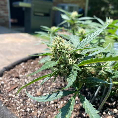 Cinderella Jack (Duch Pasion) growlog timeline photo