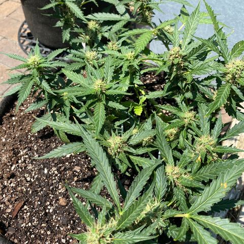 Cinderella Jack (Duch Pasion) growlog timeline photo