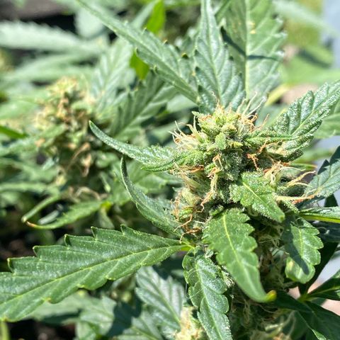 Cinderella Jack (Duch Pasion) growlog timeline photo