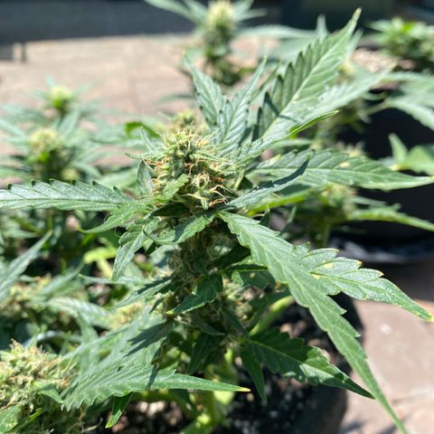 Cinderella Jack (Duch Pasion) growlog timeline photo