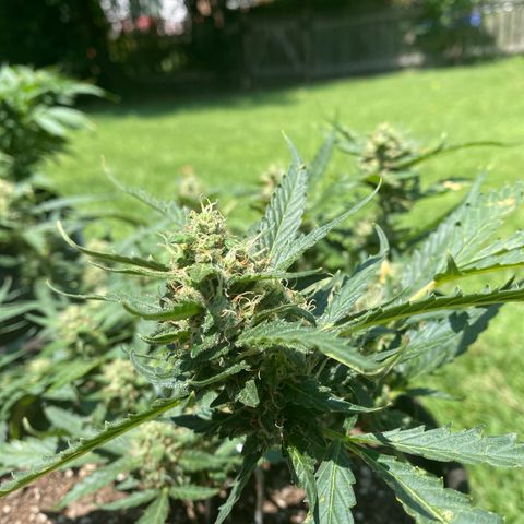 Cinderella Jack (Duch Pasion) growlog timeline photo