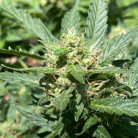 Cinderella Jack (Duch Pasion) growlog timeline photo