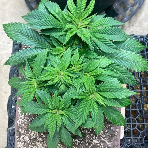 Hubbabubba Haze growlog photo: Look at the tent. 