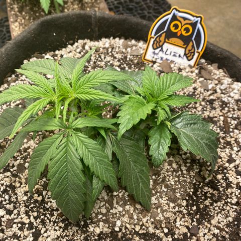 Hubbabubba Haze growlog photo: Look at the tent. 