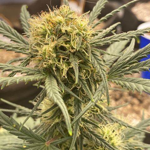 Hubbabubba Haze growlog photo: Look at the tent. 