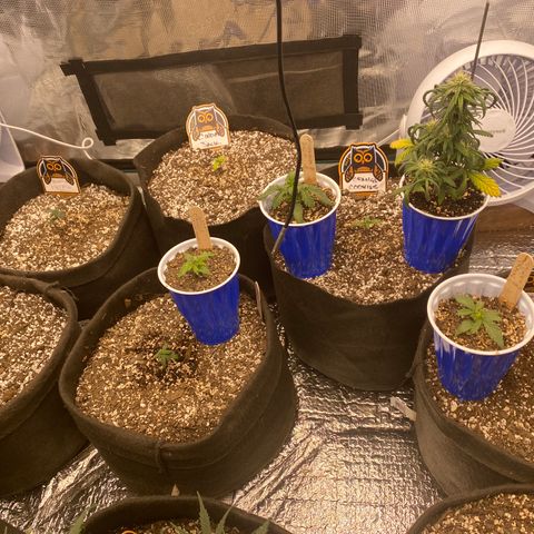 Hubbabubba Haze growlog photo: Look at the tent. 