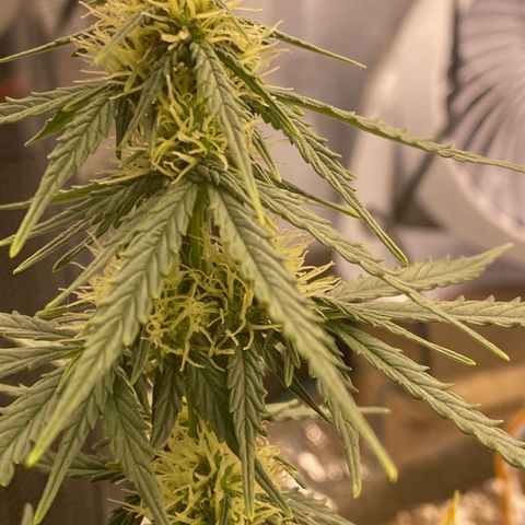 Hubbabubba Haze growlog photo: Look at the tent. 