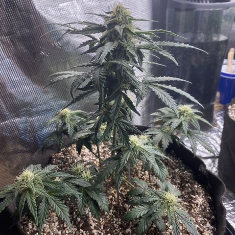 Hubbabubba Haze growlog timeline photo