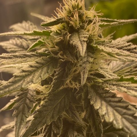 Hubbabubba Haze growlog timeline photo