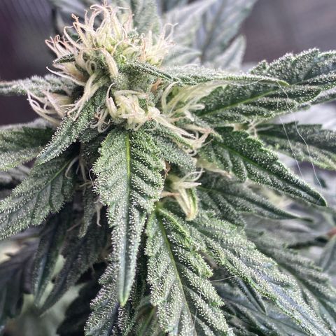Hubbabubba Haze growlog timeline photo