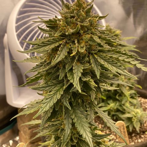 Hubbabubba Haze growlog timeline photo