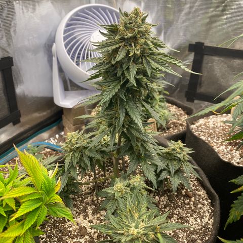 Hubbabubba Haze growlog timeline photo