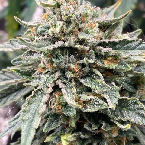 Hubbabubba Haze growlog timeline photo