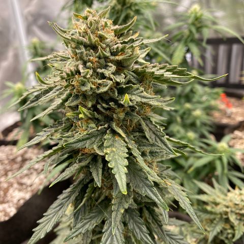Hubbabubba Haze growlog timeline photo